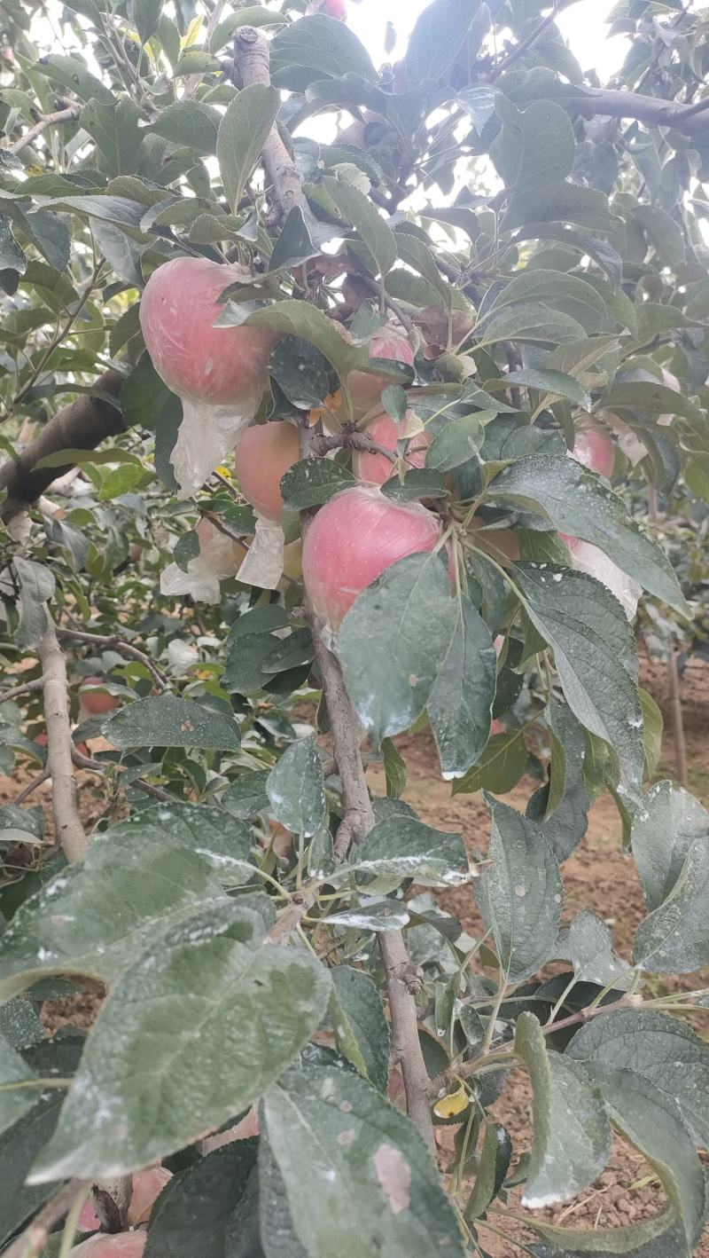 红露苹果大量有货销售，价格便宜，口感脆甜
