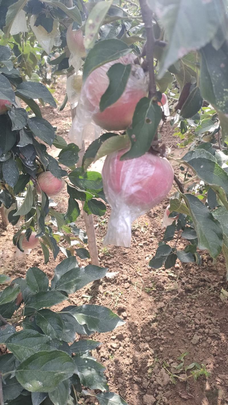 红露苹果大量有货销售，价格便宜，口感脆甜