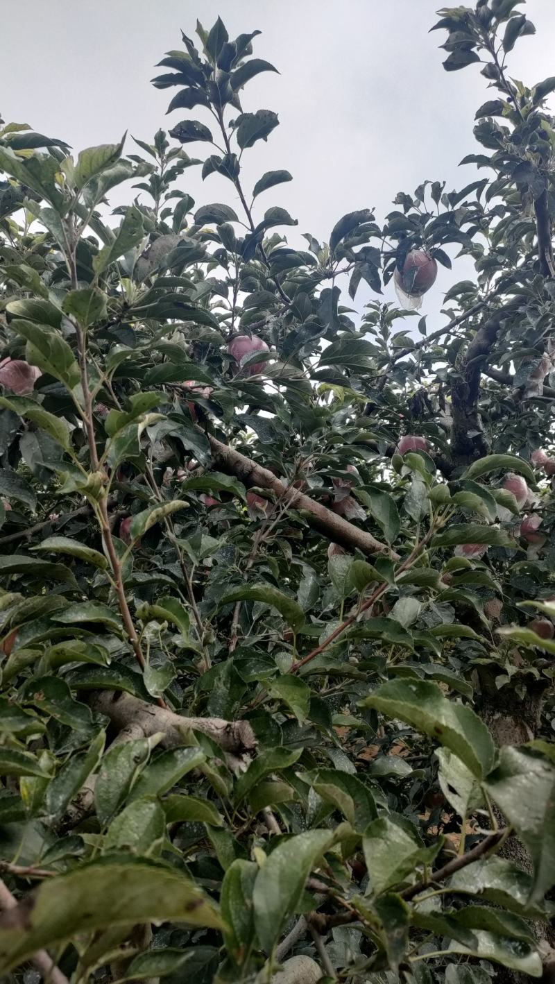 红露苹果大量有货销售，价格便宜，口感脆甜