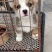 自家养的柯基犬长年供应两色的三色的都，性格温顺，不攻击人