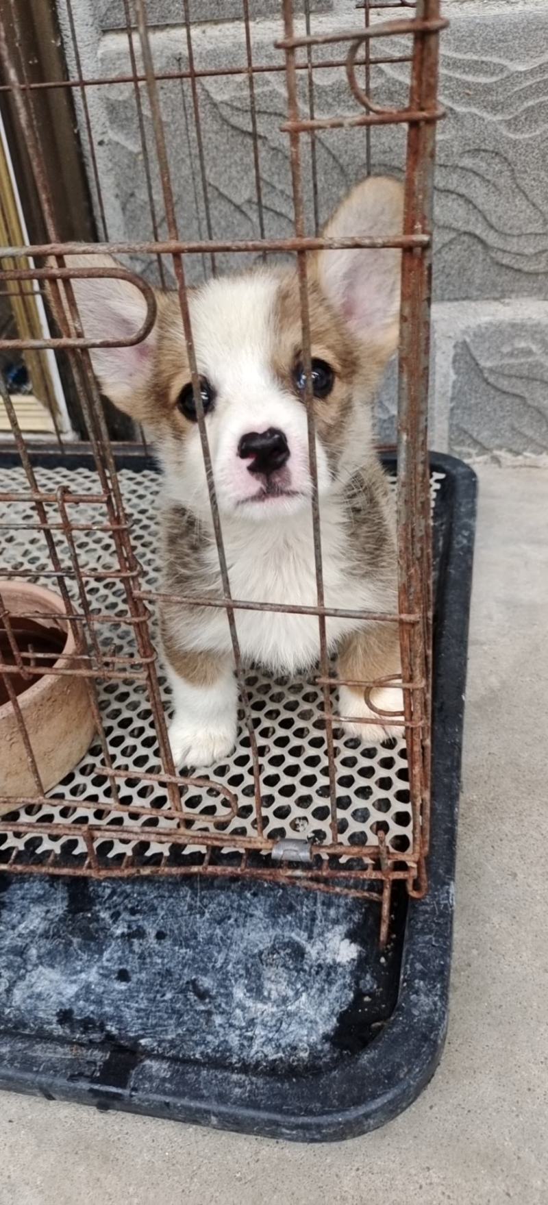 自家养的柯基犬长年供应两色的三色的都，性格温顺，不攻击人