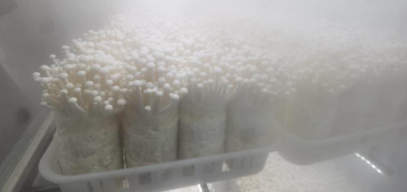 精品海鲜菇，全年生产，每天2万斤