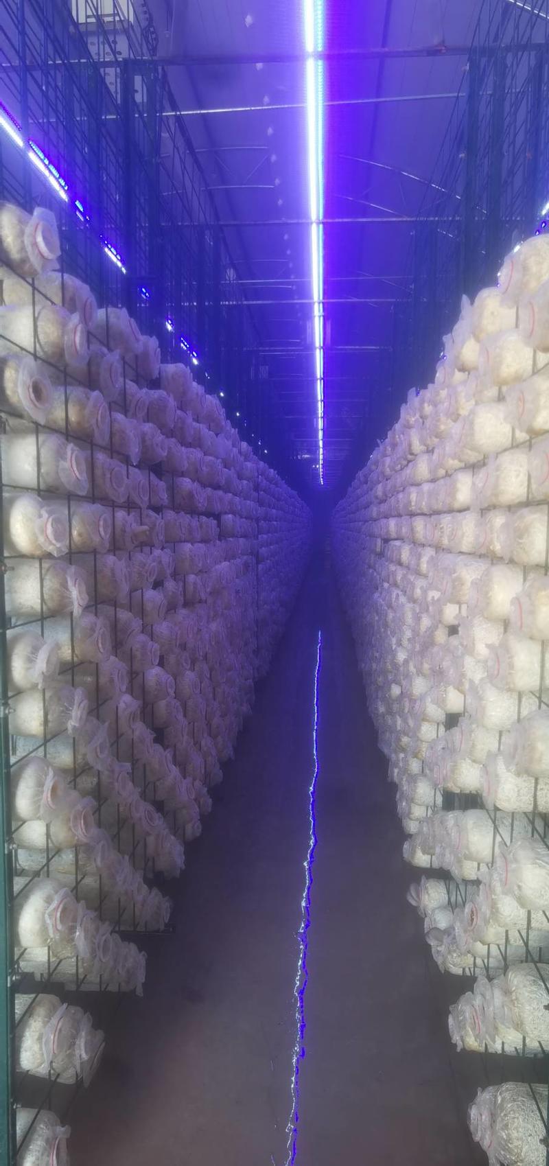 精品海鲜菇，全年生产，每天2万斤