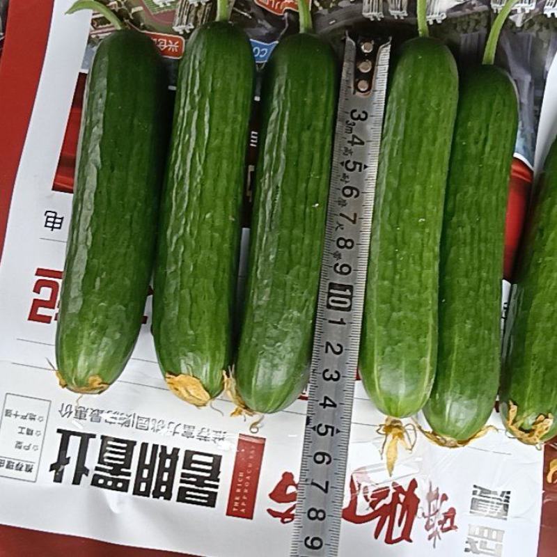 孝海文洋精品水果黄瓜基地欢迎大家前来参观指导