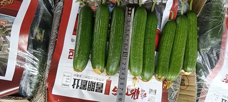 孝海文洋精品水果黄瓜基地欢迎大家前来参观指导