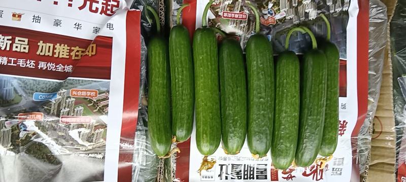 孝海文洋精品水果黄瓜基地欢迎大家前来参观指导