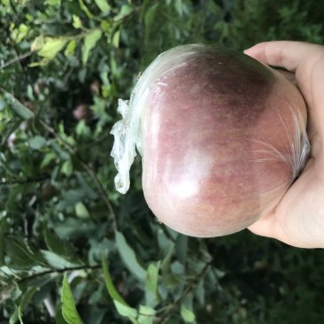玫瑰红红星