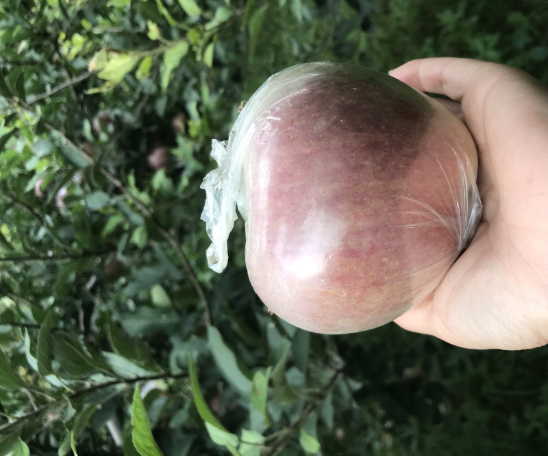 玫瑰红红星