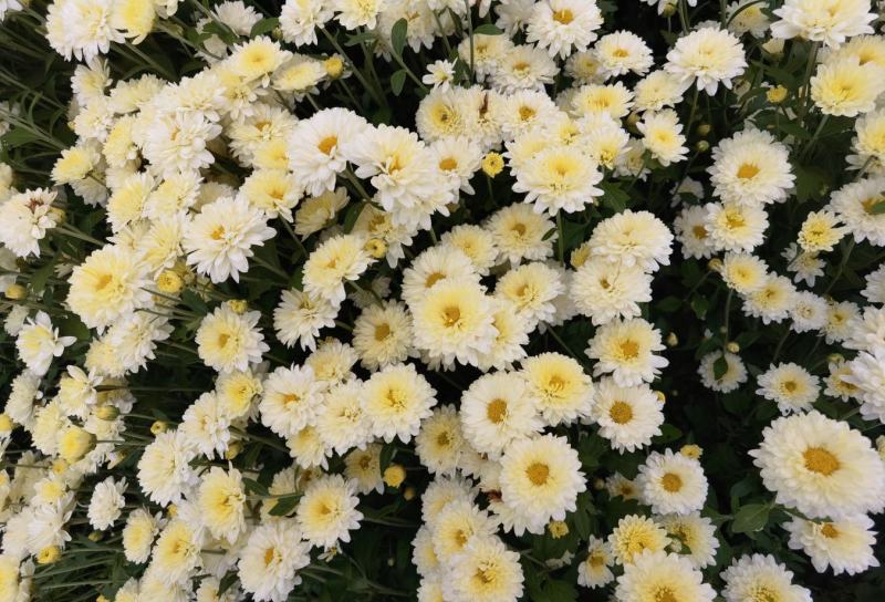 干花北京菊，邯郸市肥乡区大运循环农业专业合作社菊花基地。