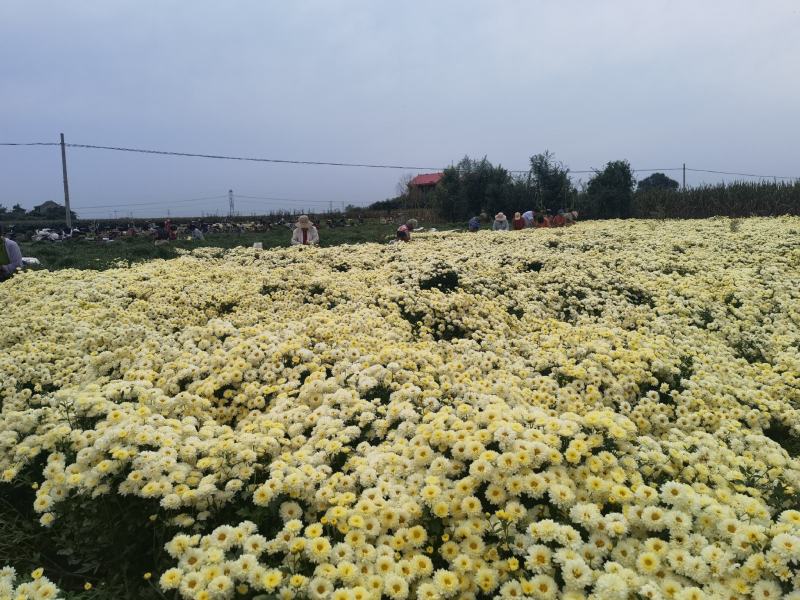 干花北京菊，邯郸市肥乡区大运循环农业专业合作社菊花基地。