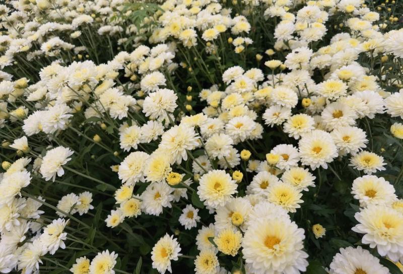 干花北京菊，邯郸市肥乡区大运循环农业专业合作社菊花基地。