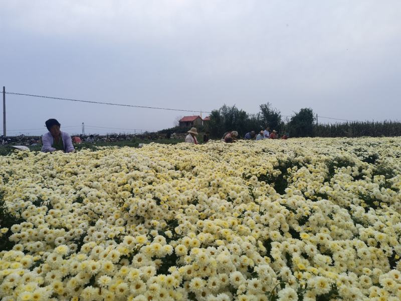 干花北京菊，邯郸市肥乡区大运循环农业专业合作社菊花基地。