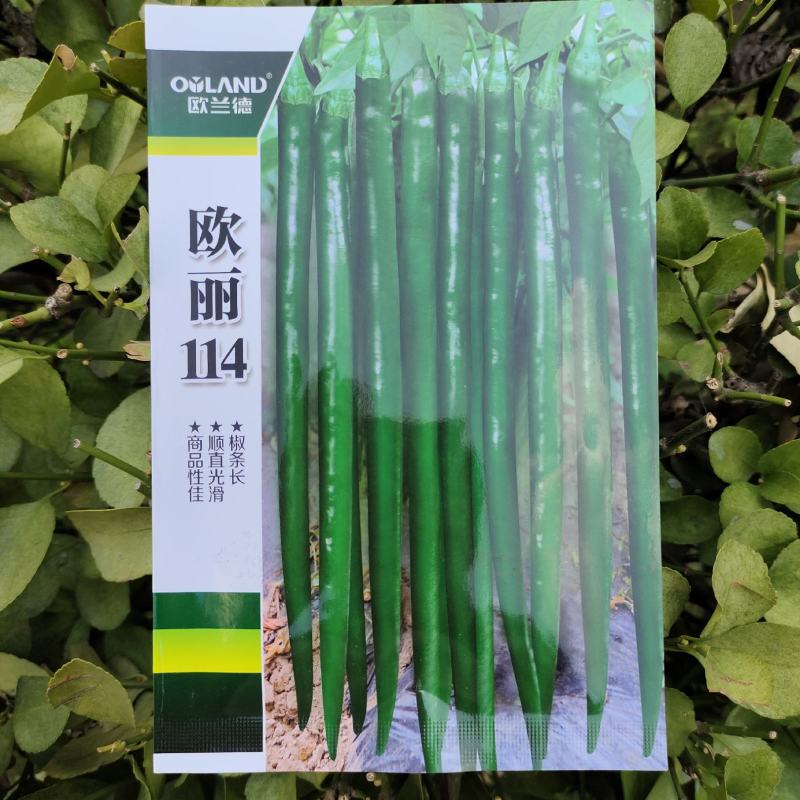 中早熟特长黑线辣椒种孑一代杂交线椒种子深绿色条椒种子香辣