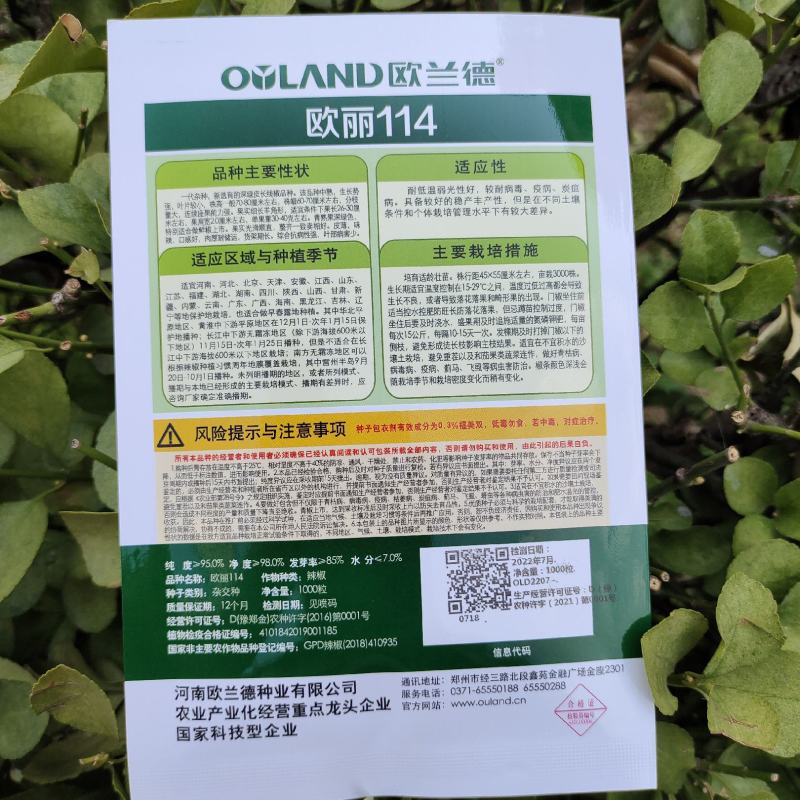 中早熟特长黑线辣椒种孑一代杂交线椒种子深绿色条椒种子香辣