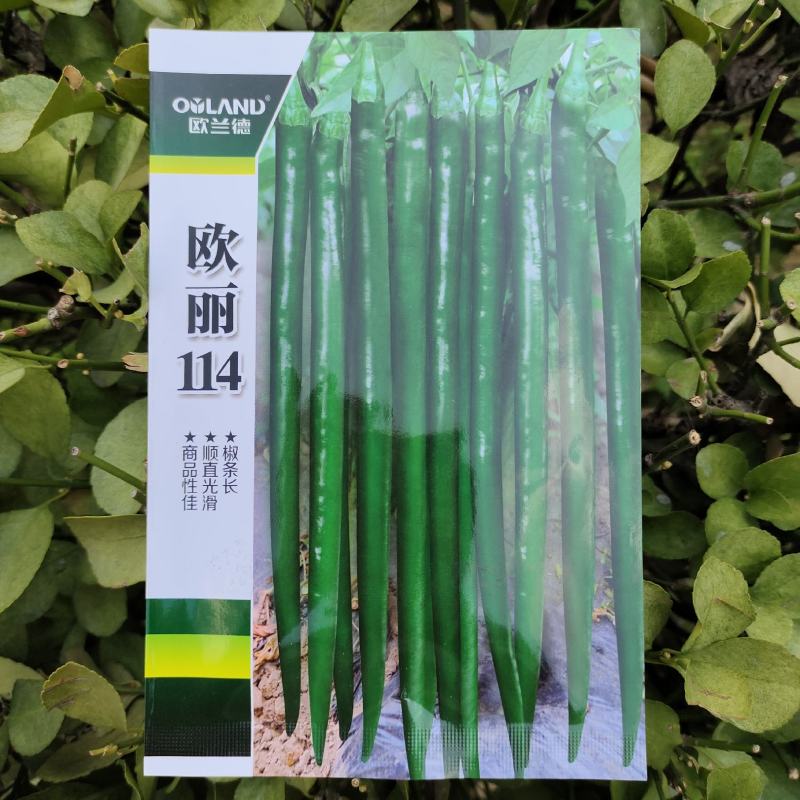 中早熟特长黑线辣椒种孑一代杂交线椒种子深绿色条椒种子香辣