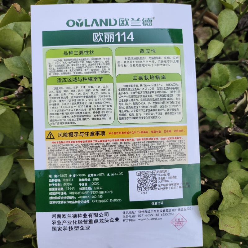 中早熟特长黑线辣椒种孑一代杂交线椒种子深绿色条椒种子香辣