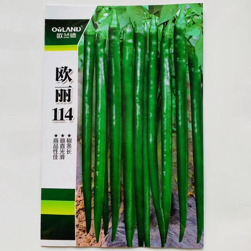 中早熟特长黑线辣椒种孑一代杂交线椒种子深绿色条椒种子香辣