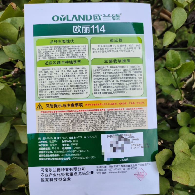 中早熟特长黑线辣椒种孑一代杂交线椒种子深绿色条椒种子香辣