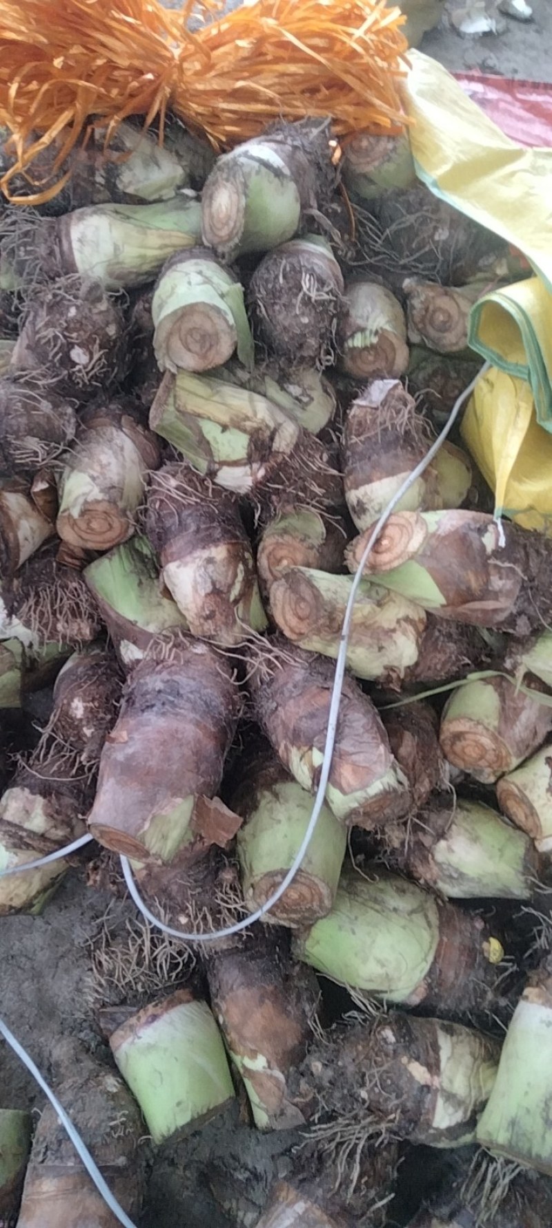 大量芋头出售