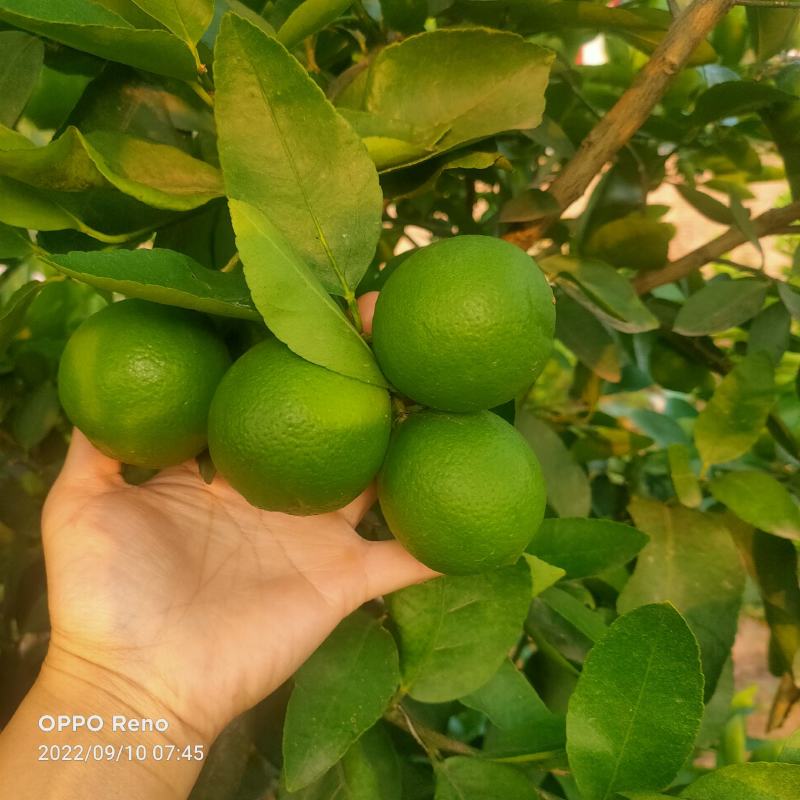 白柠檬又名塔西提柠檬