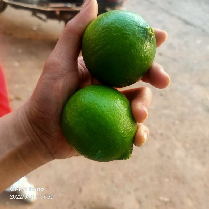 白柠檬又名塔西提柠檬