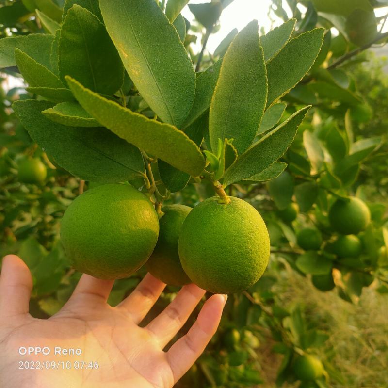 白柠檬又名塔西提柠檬