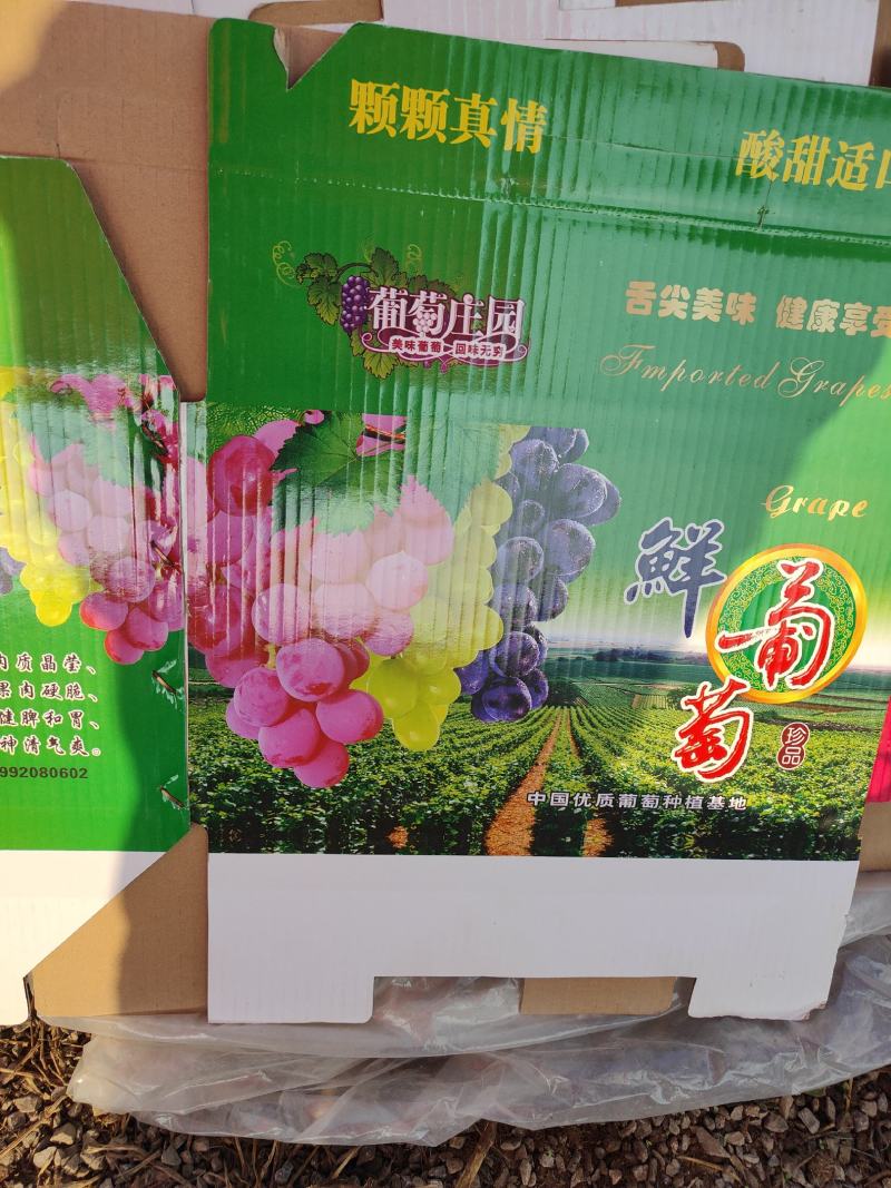 【阳光玫瑰】礼泉优质阳光玫瑰陕西种植基地品质保证电联