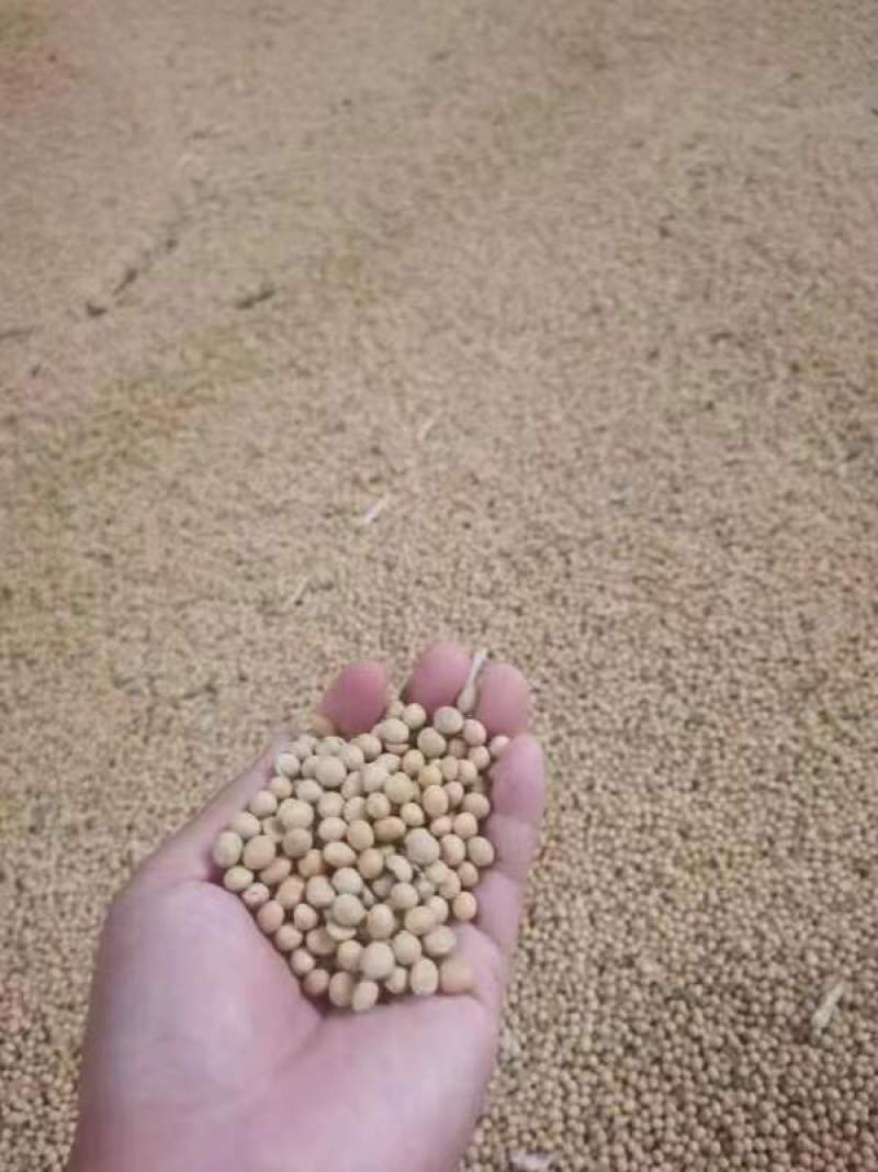 供应美国非转基因大豆现货