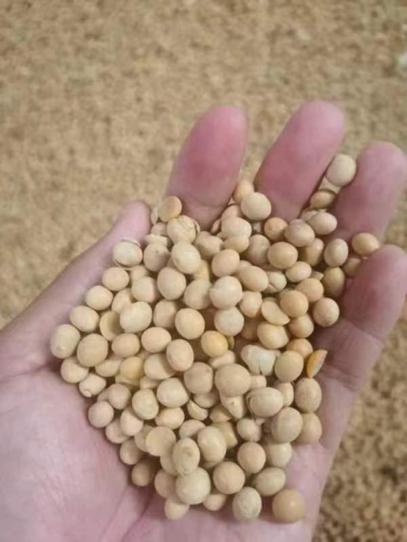 供应美国非转基因大豆现货