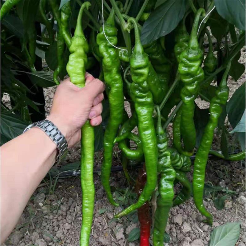 萧新长螺一号辣椒种子长果螺丝椒早熟高产抗病辣味浓春播蔬菜