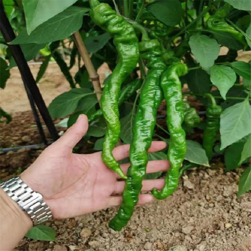 萧新长螺一号辣椒种子长果螺丝椒早熟高产抗病辣味浓春播蔬菜