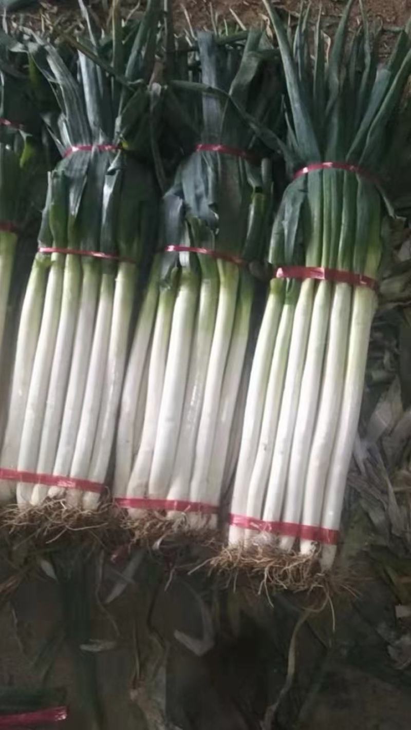 大葱，蒜苗，叶子菜（上海青，生菜，油麦菜，茼蒿，菠）