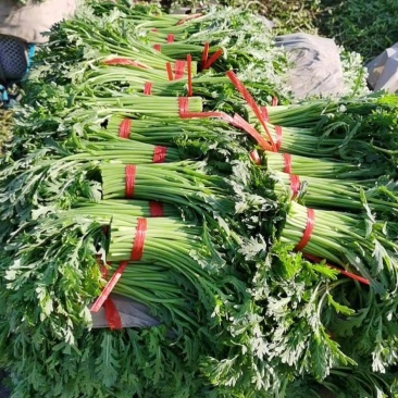 大葱，蒜苗，叶子菜（上海青，生菜，油麦菜，茼蒿，菠）