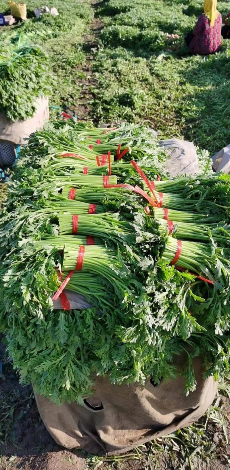 大葱，蒜苗，叶子菜（上海青，生菜，油麦菜，茼蒿，菠）