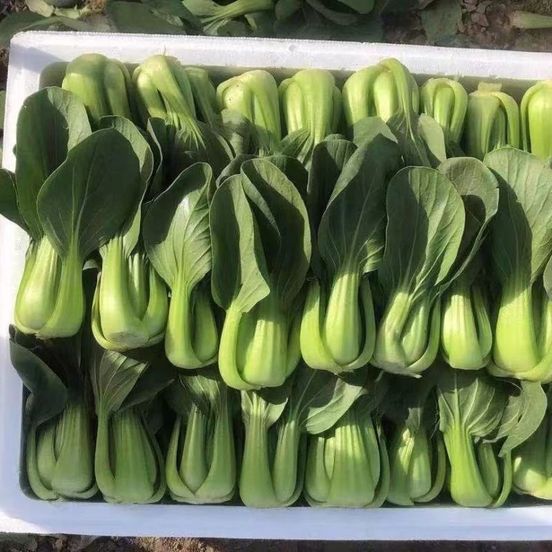大葱，蒜苗，叶子菜（上海青，生菜，油麦菜，茼蒿，菠）