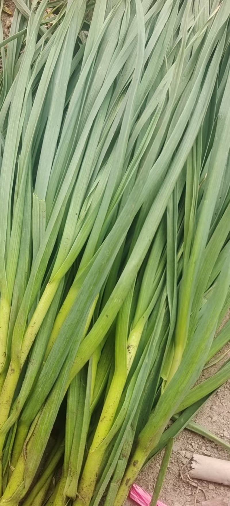 大葱，蒜苗，叶子菜（上海青，生菜，油麦菜，茼蒿，菠）