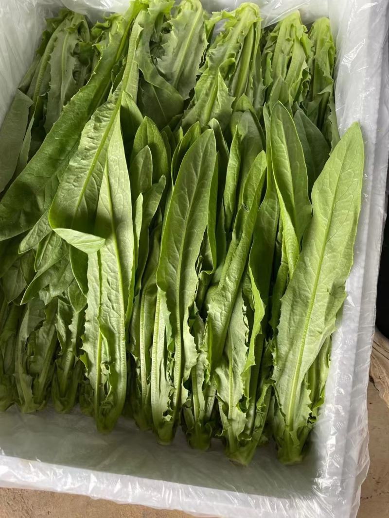 大葱，蒜苗，叶子菜（上海青，生菜，油麦菜，茼蒿，菠）