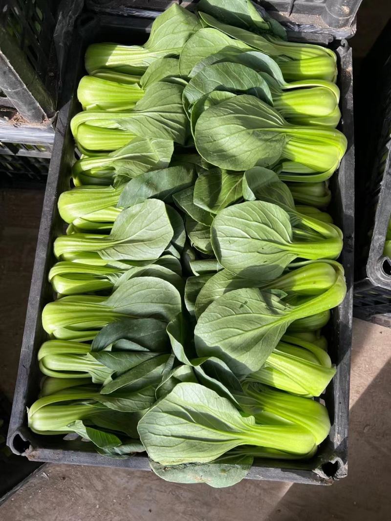 大葱，蒜苗，叶子菜（上海青，生菜，油麦菜，茼蒿，菠）