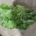 大葱，蒜苗，叶子菜（上海青，生菜，油麦菜，茼蒿，菠）