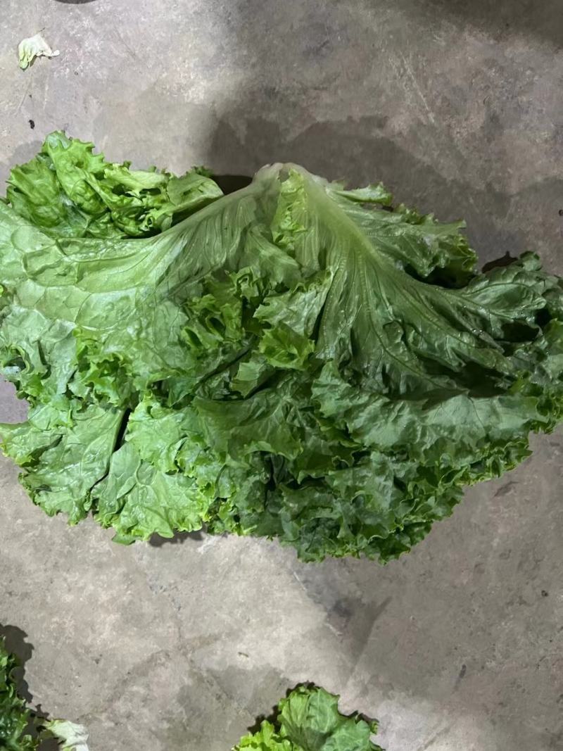 大葱，蒜苗，叶子菜（上海青，生菜，油麦菜，茼蒿，菠）