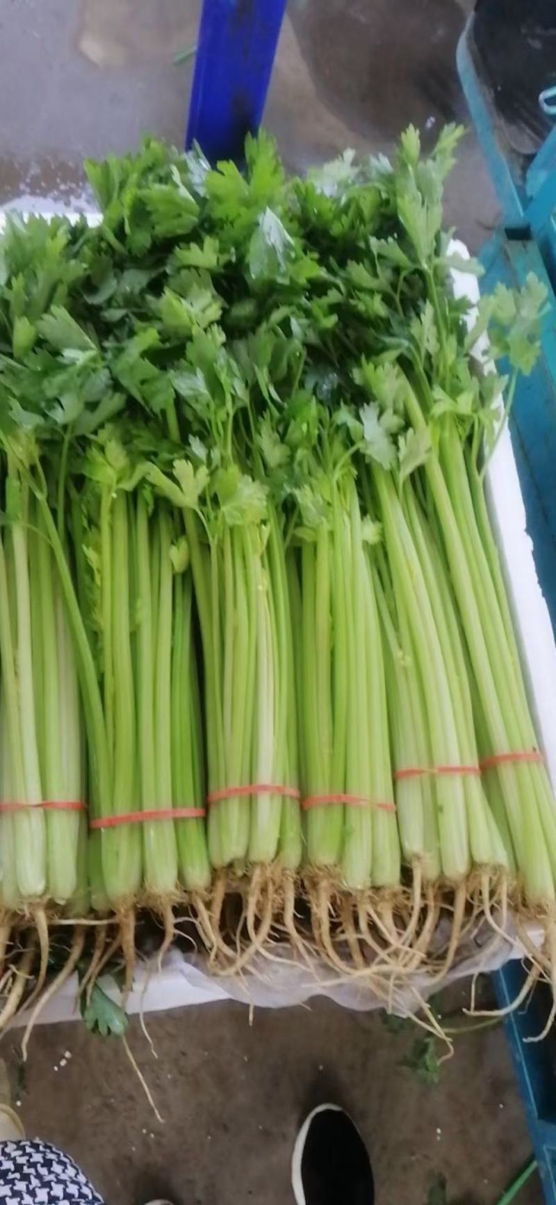 大葱，蒜苗，叶子菜（上海青，生菜，油麦菜，茼蒿，菠）