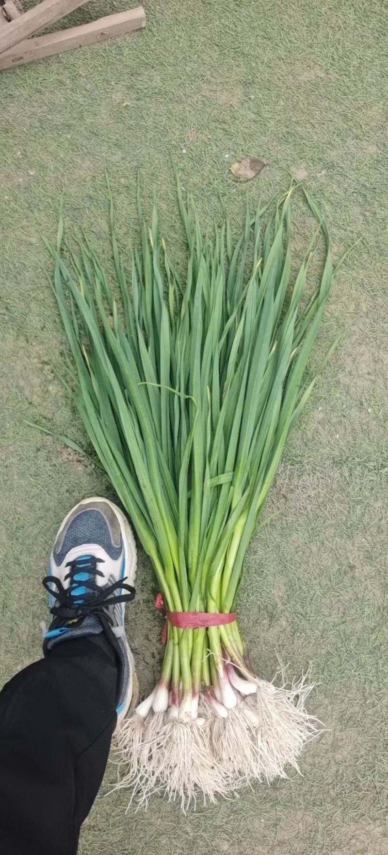 大葱，蒜苗，叶子菜（上海青，生菜，油麦菜，茼蒿，菠）