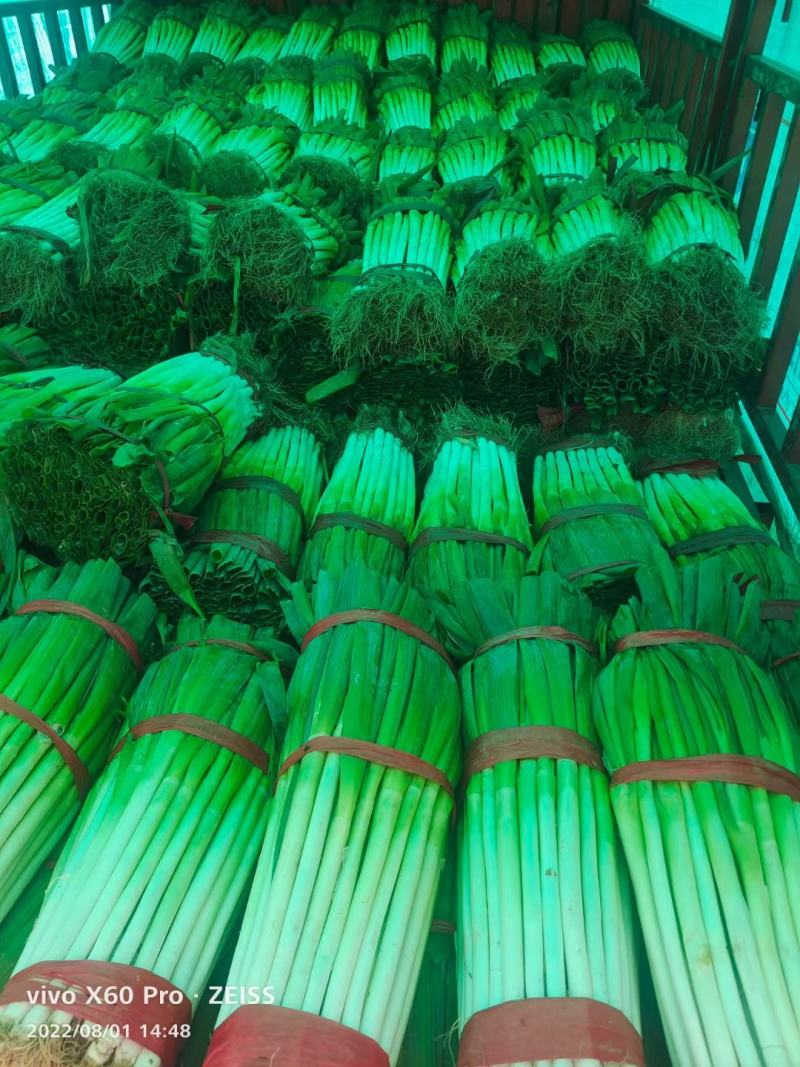 大葱，蒜苗，叶子菜（上海青，生菜，油麦菜，茼蒿，菠）