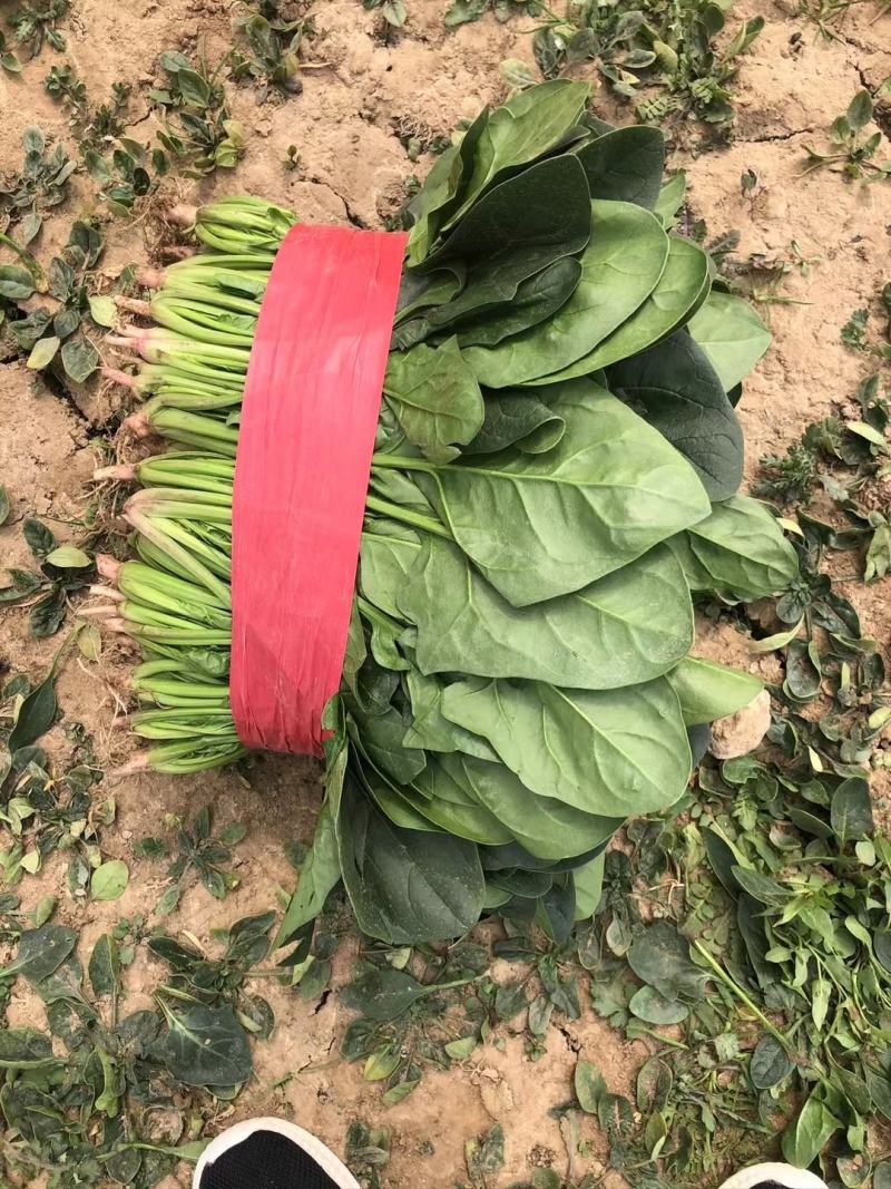 大葱，蒜苗，叶子菜（上海青，生菜，油麦菜，茼蒿，菠）