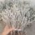 鹿茸草干货六月霜白毛鹿茸草纯净无杂草晒干发货