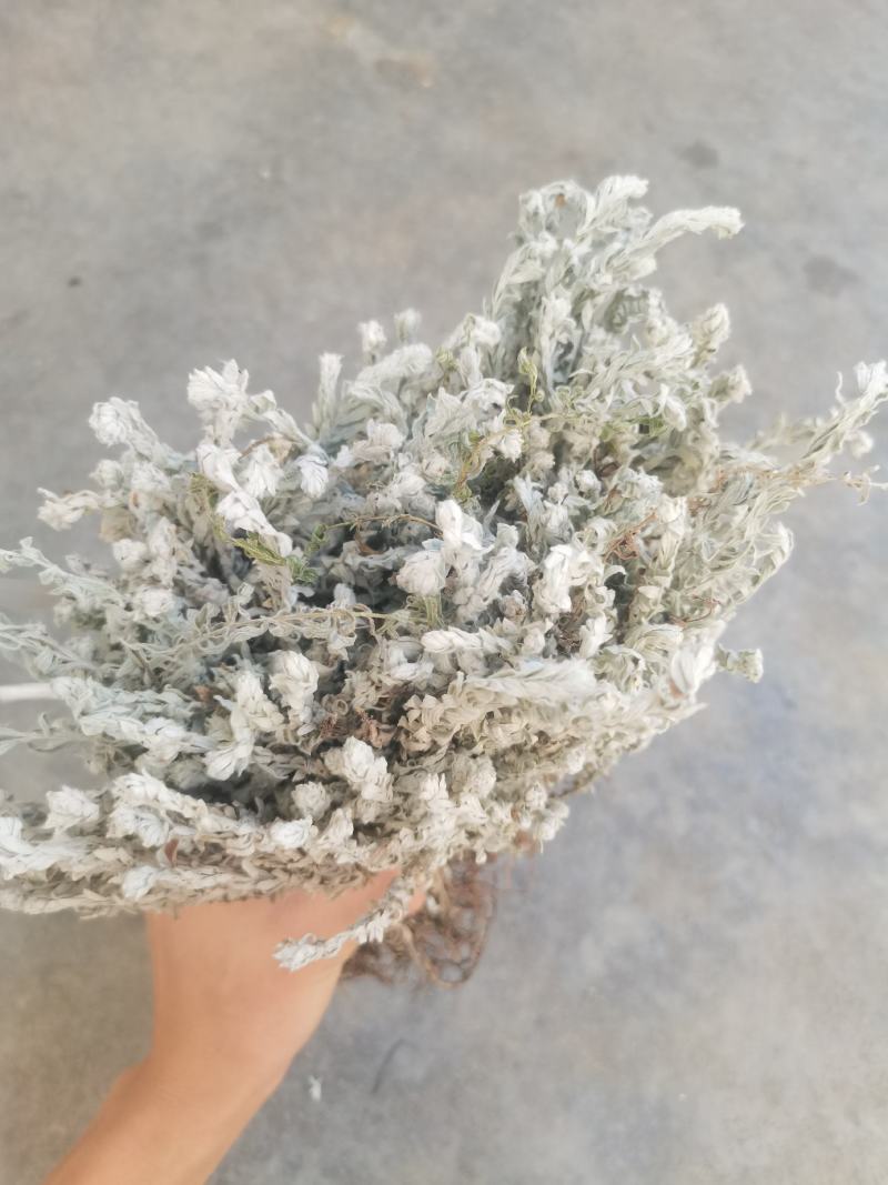 鹿茸草干货六月霜白毛鹿茸草纯净无杂草晒干发货