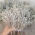 鹿茸草干货六月霜白毛鹿茸草纯净无杂草晒干发货