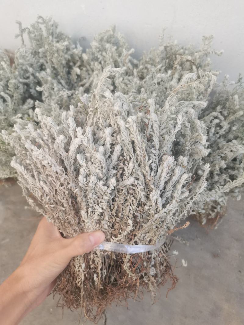 鹿茸草干货六月霜白毛鹿茸草纯净无杂草晒干发货
