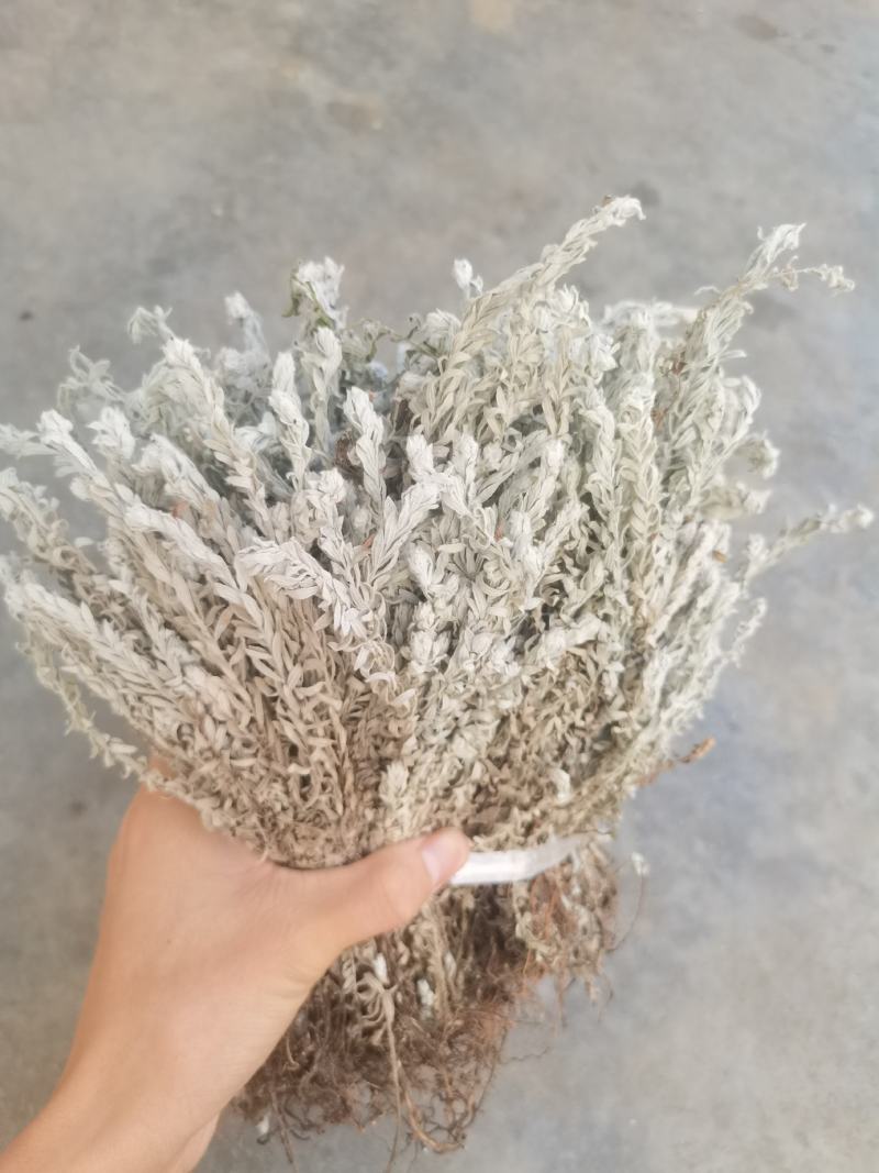鹿茸草干货六月霜白毛鹿茸草纯净无杂草晒干发货