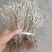 鹿茸草干货六月霜白毛鹿茸草纯净无杂草晒干发货